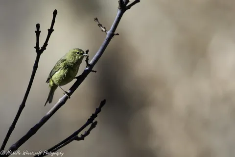 A photograph from 2025 Birds by Michelle Wheatcraft