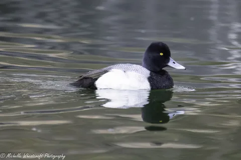 A photograph from 2025 Birds by Michelle Wheatcraft