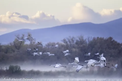 A photograph from 2025 Bosque del Apache by Michelle Wheatcraft