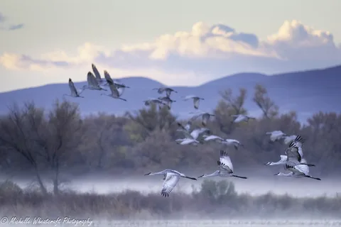 A photograph from 2025 Bosque del Apache by Michelle Wheatcraft