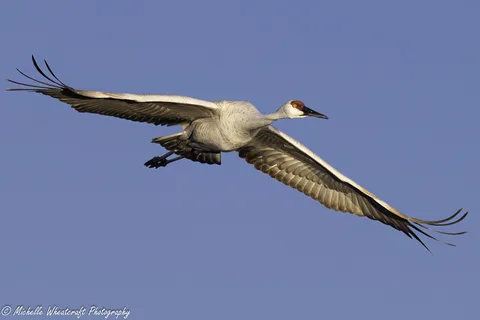 A photograph from 2025 Bosque del Apache by Michelle Wheatcraft