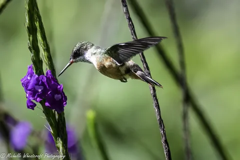 A photograph from 2025 Costa Rica by Michelle Wheatcraft