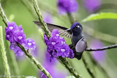 A photograph from 2025 Costa Rica by Michelle Wheatcraft