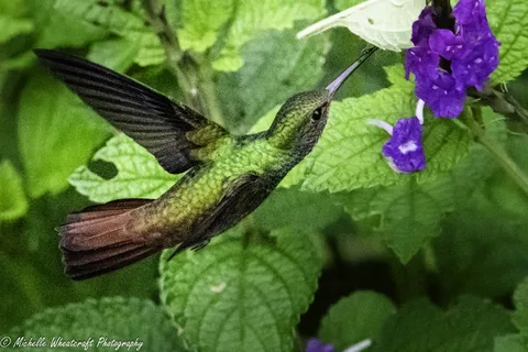 A photograph from 2025 Costa Rica by Michelle Wheatcraft