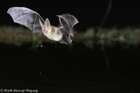 A photograph from 2025 Green Valley by Michelle Wheatcraft