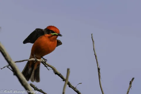 A photograph from 2026 Birds by Michelle Wheatcraft