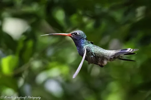 A photograph from 2026 Birds by Michelle Wheatcraft