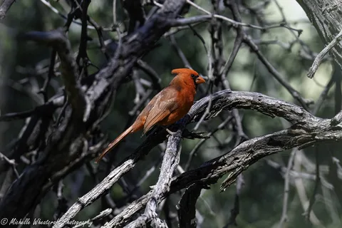 A photograph from 2026 Birds by Michelle Wheatcraft