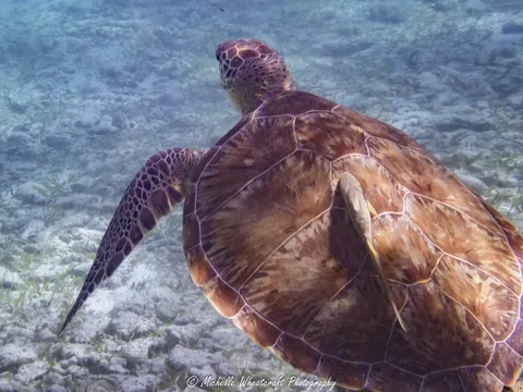A photograph from 2026 Cayman by Michelle Wheatcraft