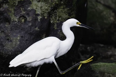 A photograph from 2026 La Jolla by Michelle Wheatcraft