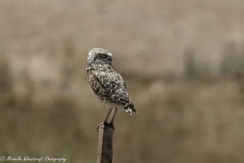 A photograph from 2026 Owls by Michelle Wheatcraft
