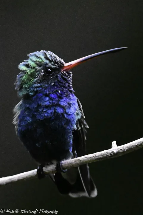 A photograph from 2026 SE AZ Birding Festival by Michelle Wheatcraft