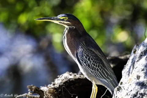 A photograph from Cayman 2025 by Michelle Wheatcraft
