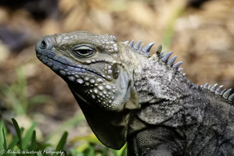 A photograph from Cayman 2025 by Michelle Wheatcraft