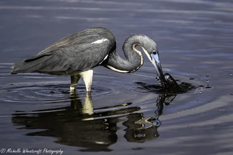 A photograph from Cayman 2025 by Michelle Wheatcraft
