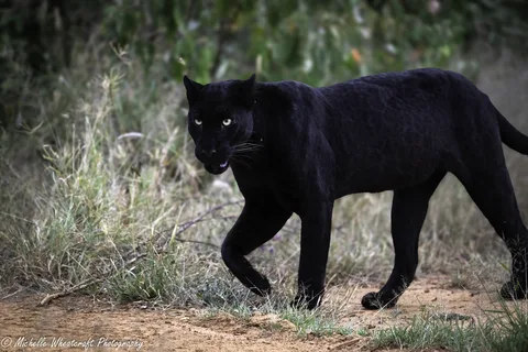 A photograph from Kenya 2024 by Michelle Wheatcraft