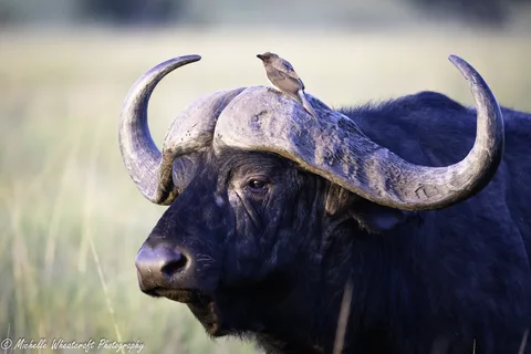 A photograph from Kenya 2024 by Michelle Wheatcraft